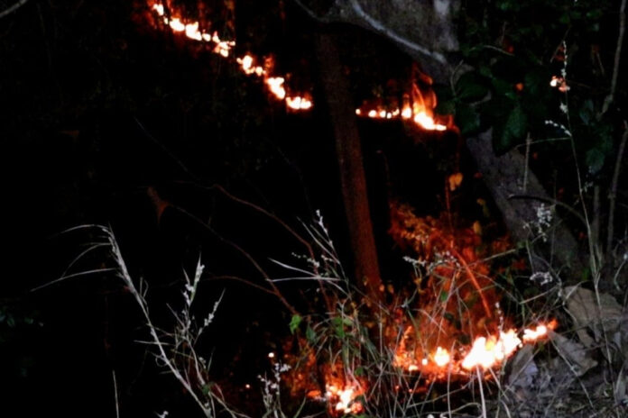 kebakaran-hutan-ponorogo (1)