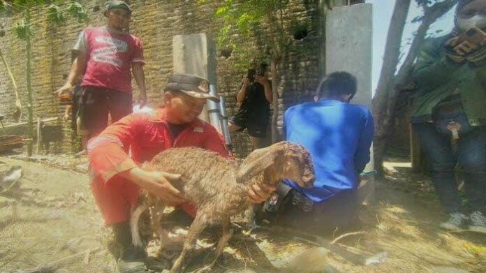 Proses-Evakuasi-Seekor-Anak-Kambing-yang-tercebur-ke-sumur-tua-kedalaman-20-meter