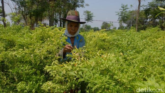 petani-cabai-di-probolinggo_169