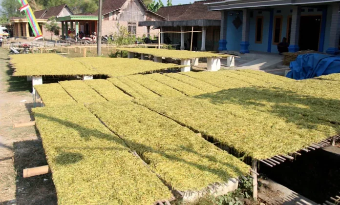 tembakau-ngawiJPG-1679369956