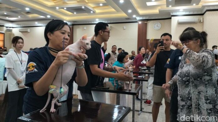 kontes-kucing-di-banda-aceh-agus-setyadidetiksumut_169