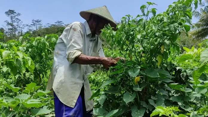 petani-cabai-1-3704324992